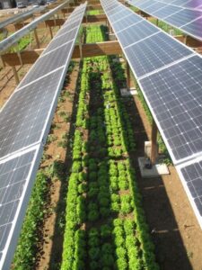 کشاورزی خورشیدی